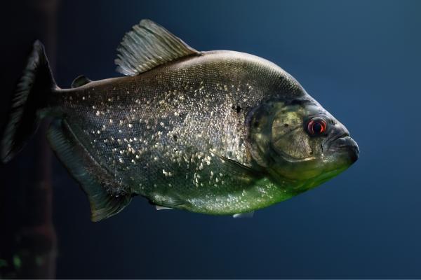 肉食性鱼类:它们是什么以及例子 - 黑食人鱼(Serrasalmus rhombeus)