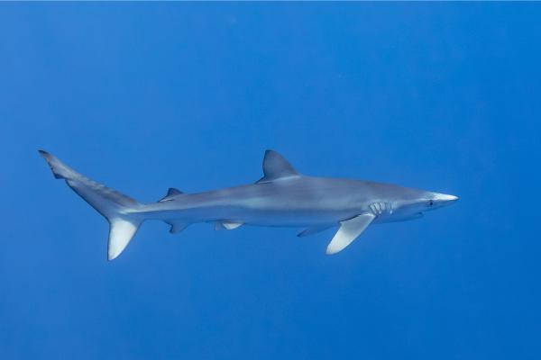 地中海鲨鱼 - 蓝鲨(Prionace glauca)