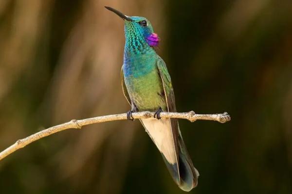 蜂鸟的种类 - 紫耳蜂鸟 (Colibri serrirostris)