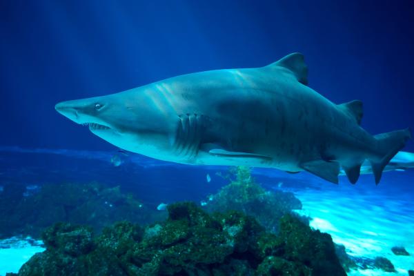 肉食性鱼类:它们是什么以及例子 - 牛鲨(Carcharias taurus)