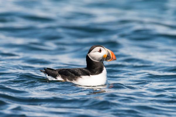 海鸟:种类和适应性——海鹦、刀嘴海雀和海鸠(海雀科)