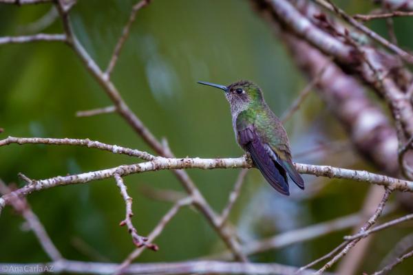 蜂鸟的种类 - 黑背蜂鸟 (Aphantochroa cirrochloris)