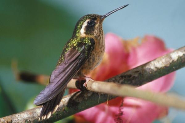 蜂鸟的种类 - 大理石蜂鸟(Adelomyia melanogenys)