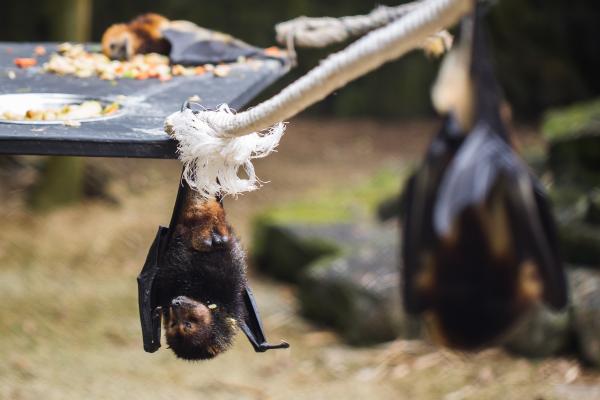 蝙蝠种类 - 菲律宾王冠蝠(Acerodon jubatus)