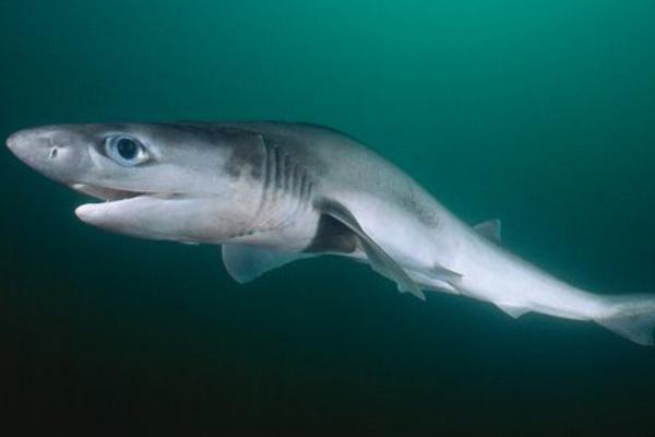 地中海鲨鱼 - 七鳃鲨(Heptranchias perlo)