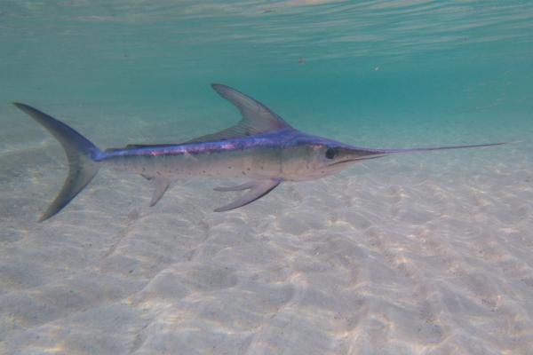 远洋鱼类:它们是什么、特征和例子——剑鱼