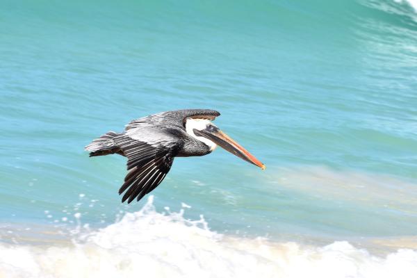 海鸟:种类和适应性 - 鹈鹕(Pelecanus spp.)