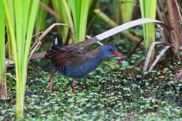 哥伦比亚鸟类 - 安第斯秧鸡