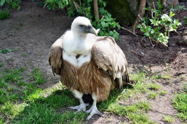 Aves de España - Buitre leonado