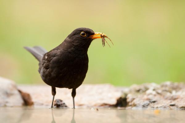 Aves de España - Mirlo común
