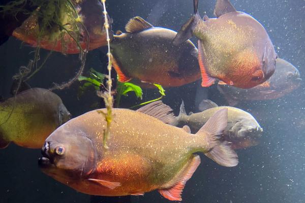 来自阿根廷的鱼 - Palometa mora