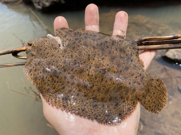 阿根廷的鱼——河鳎