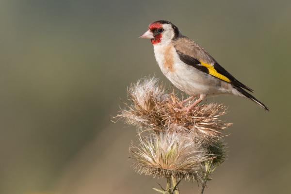 Aves de España - Jilguero europeo