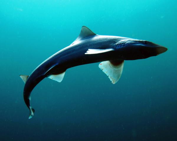 阿根廷的鱼 - Gatuzo