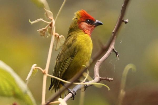Aves de México - Piranga cabeza roja