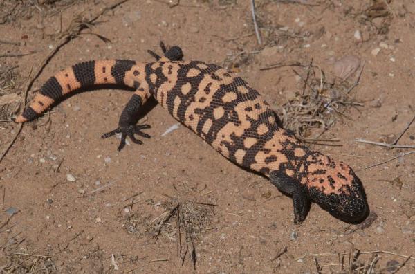 Reptiles de México - Monstruo de Gila (Heloderma suspectum)