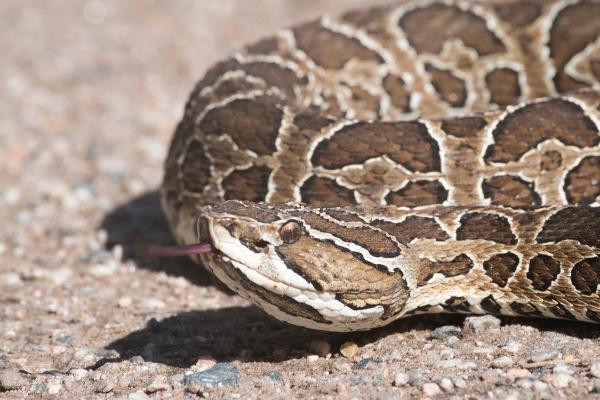 阿根廷的爬行动物 - 大亚拉拉