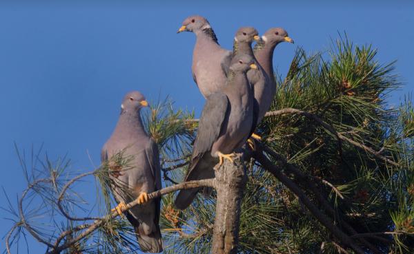 Tipos de palomas - Paloma nuca blanca