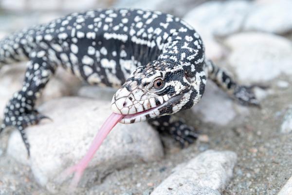 阿根廷的爬行动物 - 奥维罗蜥蜴