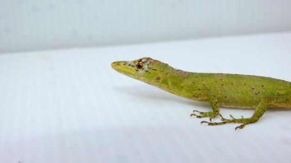 Reptiles de Colombia - Anolis de calima