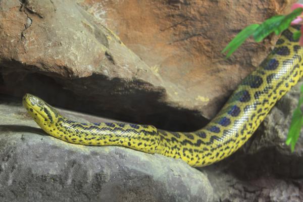 阿根廷的爬行动物 - Boa curiyú