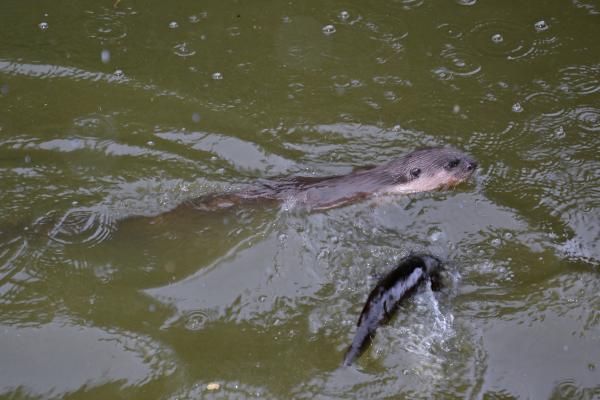 Tipos de nutrias - Nutria de Sumatra (Lutra sumatrana)