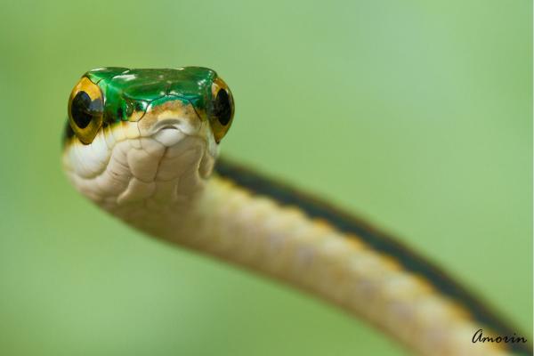 墨西哥爬行动物 - 墨西哥鹦鹉蛇(Leptophis mexicanus)