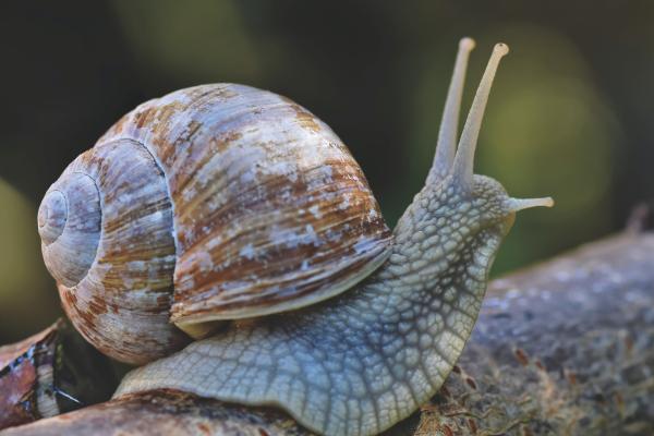 陆地蜗牛:它们是什么、特征和类型 - 什么是陆地蜗牛?