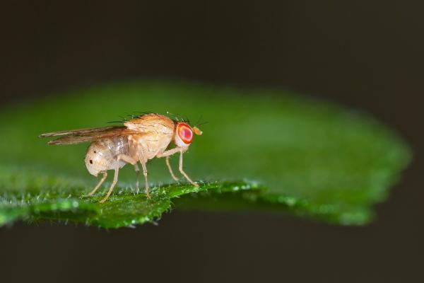 Tipos de moscas - Mosca común de la fruta (Drosophila melanogaster)