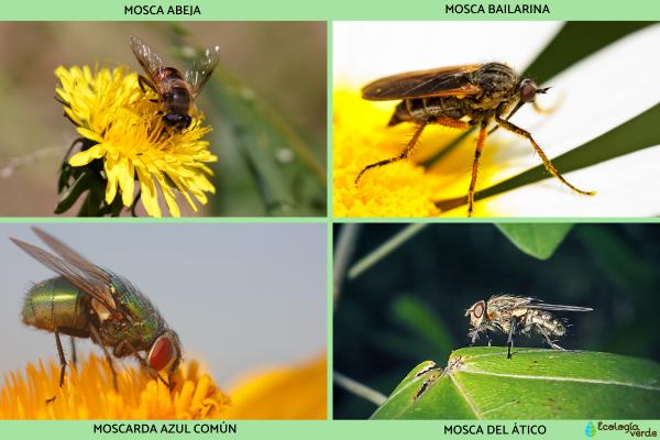 Tipos de moscas - Otros tipos de moscas