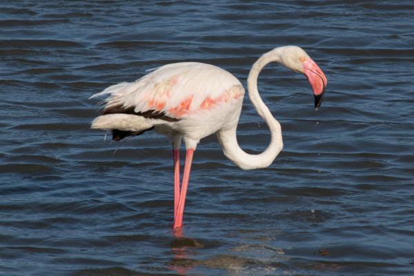 Tipos de flamencos - Flamenco común europeo (Phoenicopterus roseus)