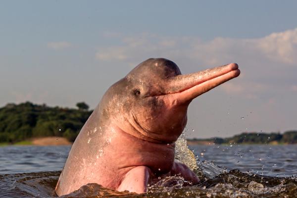 海豚种类 - 海豚科