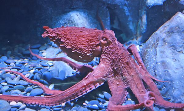 Tipos de pulpos - Pulpo gigante (Enteroctopus dofleini)