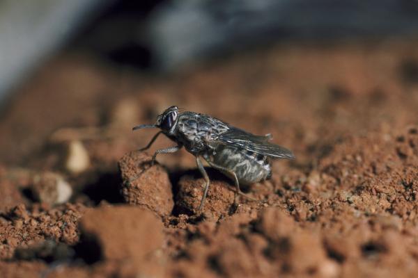 Tipos de moscas - Mosca tsé-tsé (Glossina morsitans)