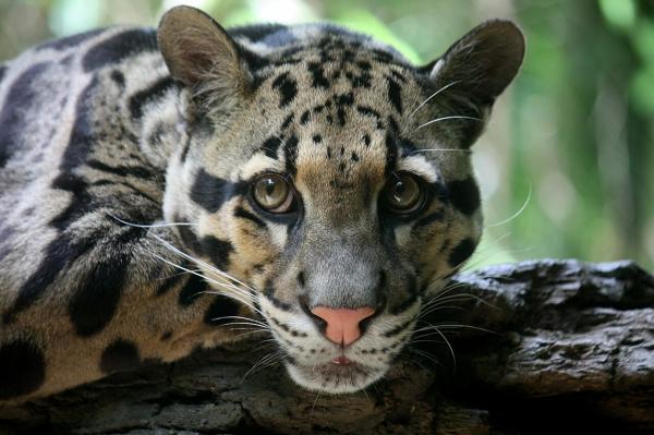 Día Internacional del Leopardo Nublado o Pantera Nebulosa - Por qué se extinguió el leopardo nublado de Formosa