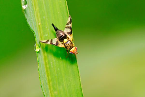 Tipos de moscas - Mosca de la manzana (Rhagoletis pomonella)