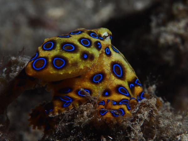 Tipos de pulpos - Pulpo de anillos azules (Hapalochlaena lunulata)