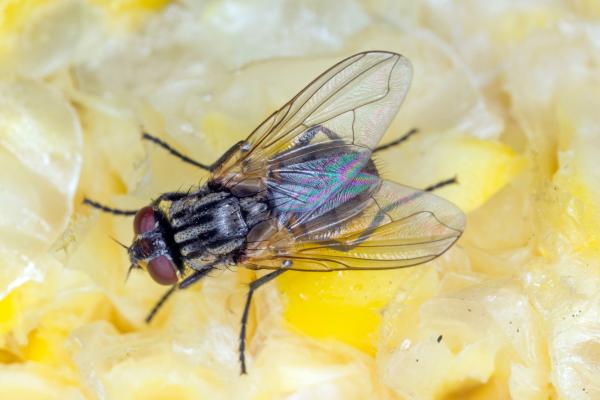 Tipos de moscas - Mosca doméstica (Musca domestica)