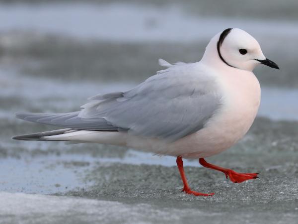 Types of gulls - Roseate gull (Rhodostethia rosea)
