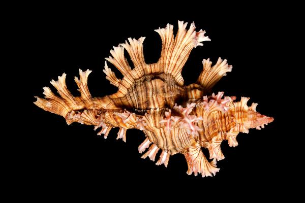 海螺种类 - 粉红喇叭螺