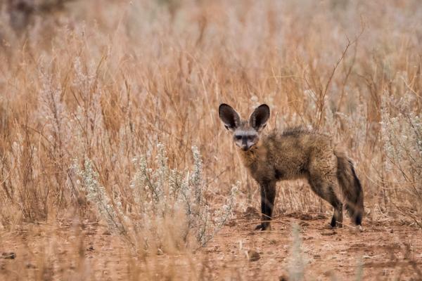 Tipos de zorros - Zorro orejudo (Otocyon megalotis)