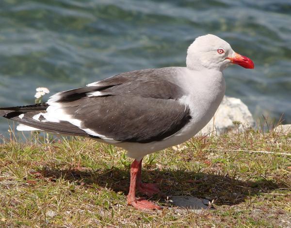 Types of gulls - Patagonian gull (Leucophaeus scoresbii)