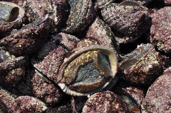 海螺的种类 - 疯狂蜗牛