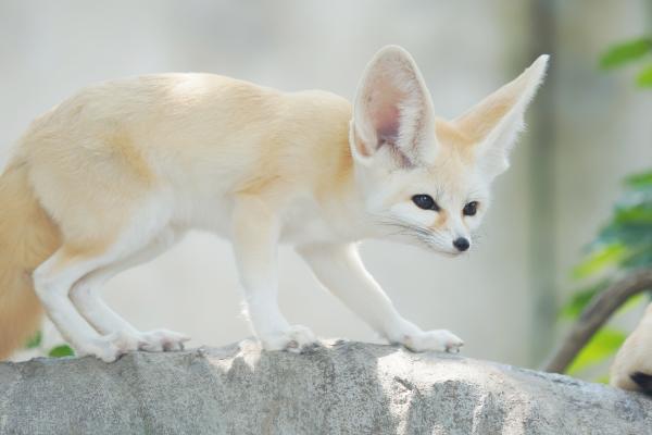 Tipos de zorros - Fennec o zorro del desierto (Vulpes zerda)