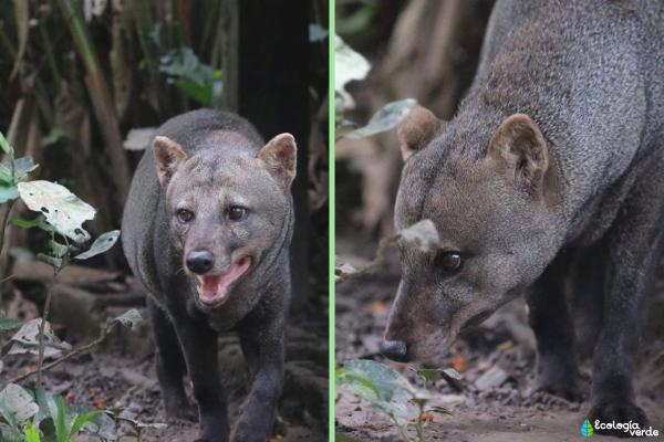 Tipos de zorros - Zorro de orejas cortas (Atelocynus microtis)