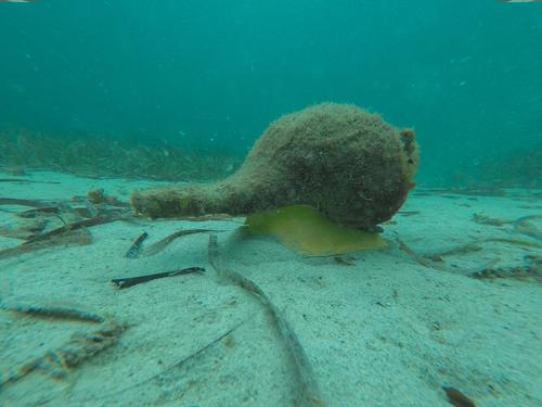 海螺种类 - 澳洲喇叭螺