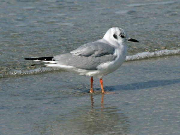 Types of gulls - Bonaparte's gull (Chroicocephalus philadelphia)