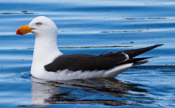 Types of gulls - Tasmanian gull (Larus pacificus)