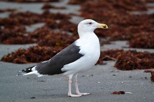 Types of gulls - Great black-backed gull (Larus marinus)