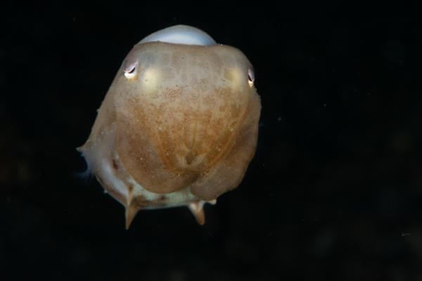 有毒章鱼 - 小飞象章鱼（Grimpoteuthis spp.）